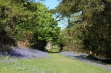 Bluebells