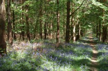 Bluebells
